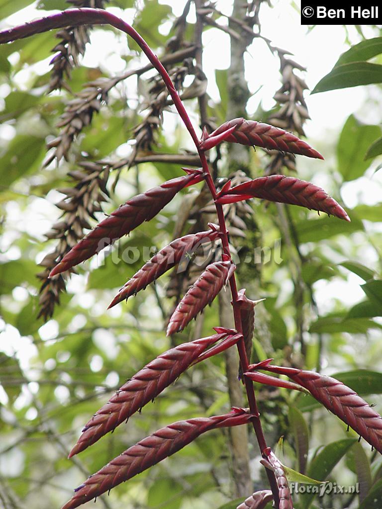 Tillandsia 