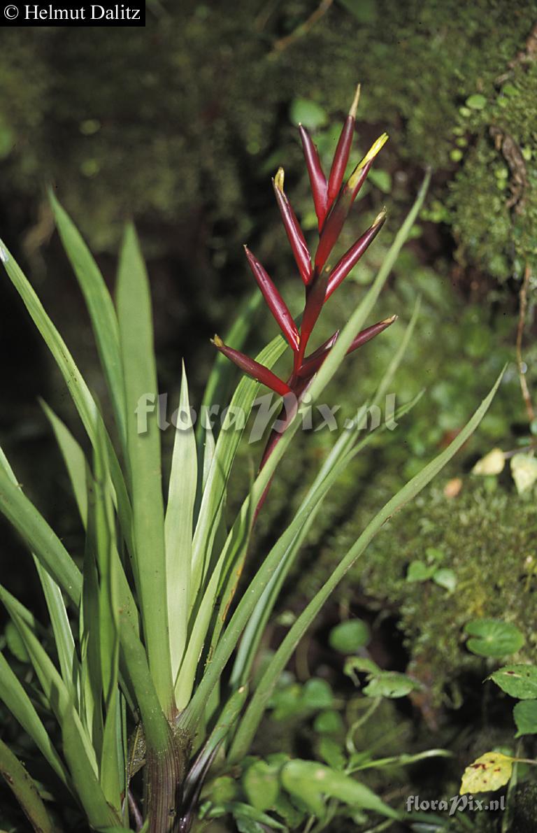 Guzmania rosea