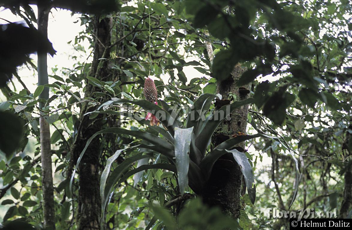 Aechmea mariae-reginae