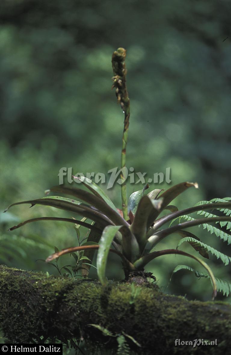 Werauhia gladioliflora