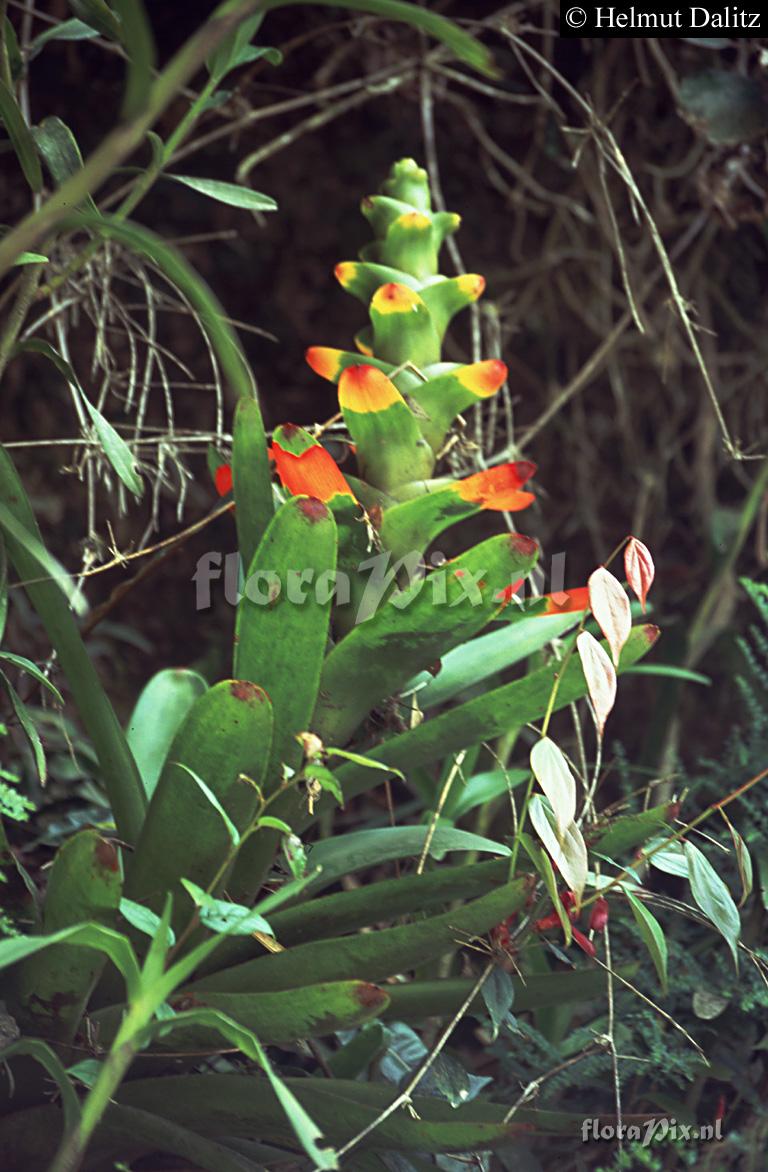 Guzmania gloriosa 