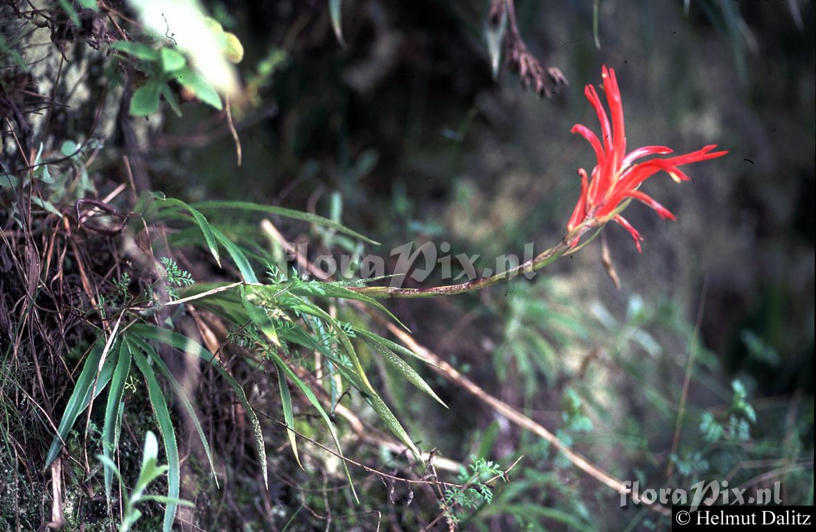  Pitcairnia pungens / pavonii