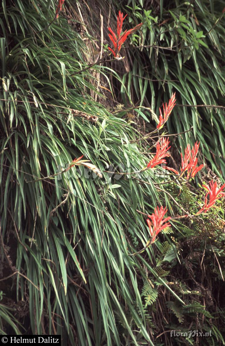 Pitcairnia pavonii