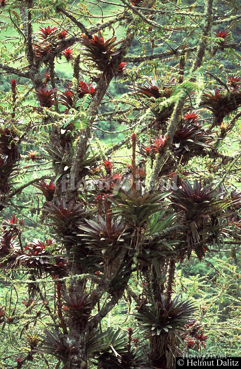 Tillandsia pastensis