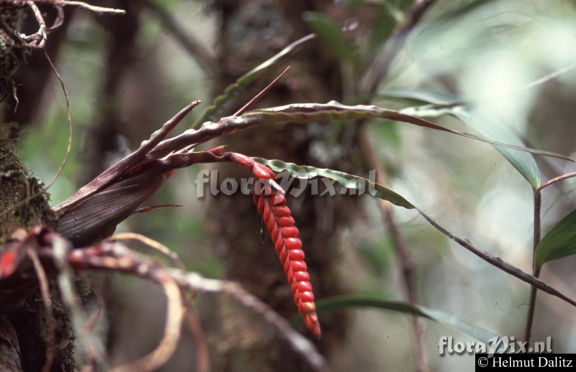 Racinaea undulifolia