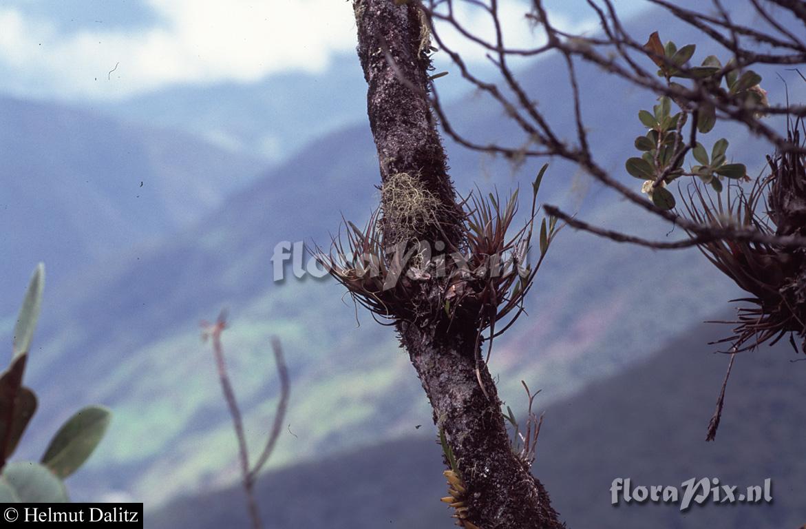 Vriesea fragrans