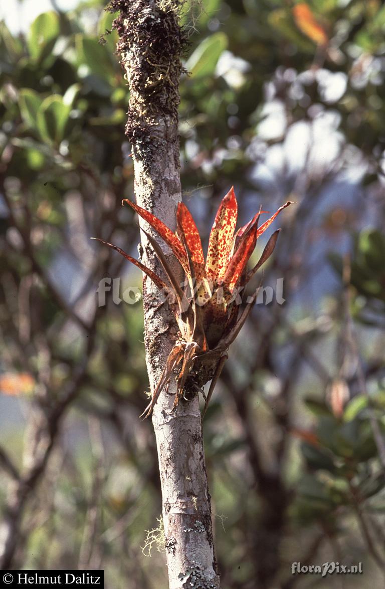 Tillandsia biflora