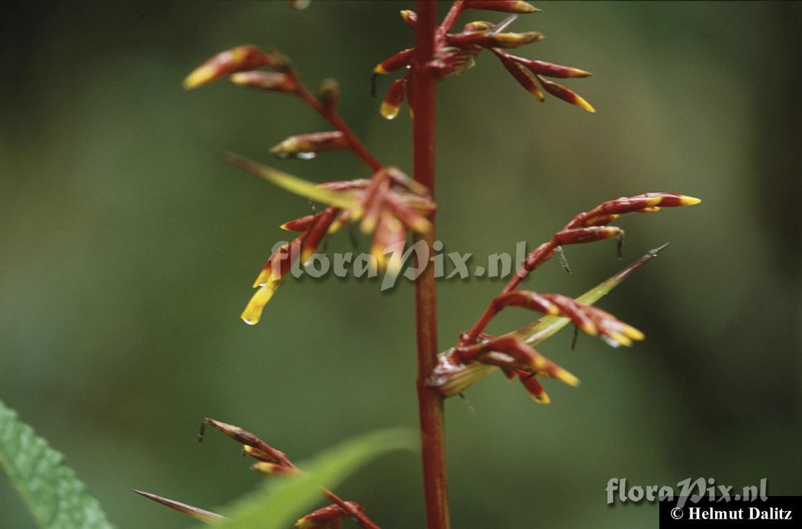 Guzmania marantoidea