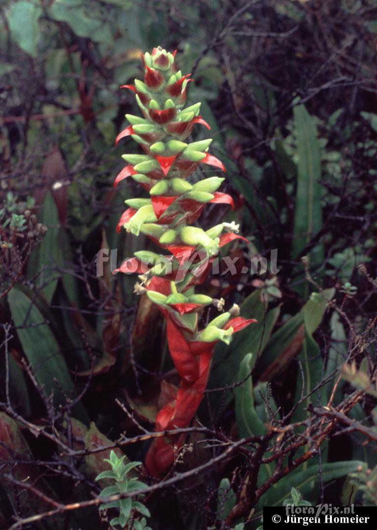 Werauhia ororiensis