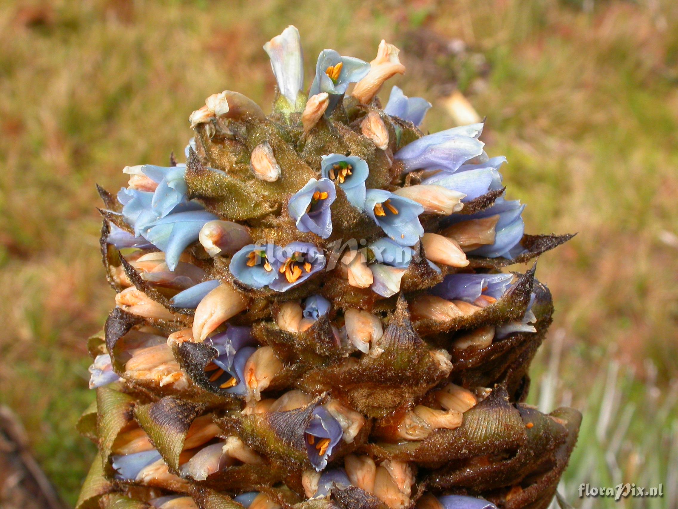 Puya dasylirioides  