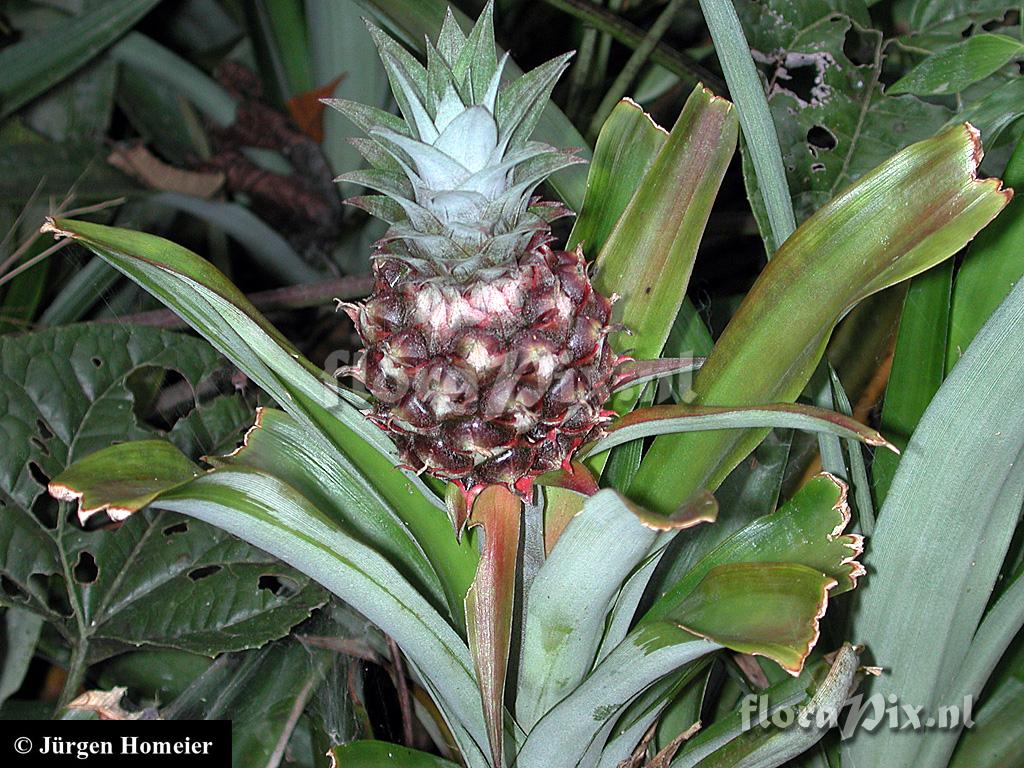 Ananas lucidus