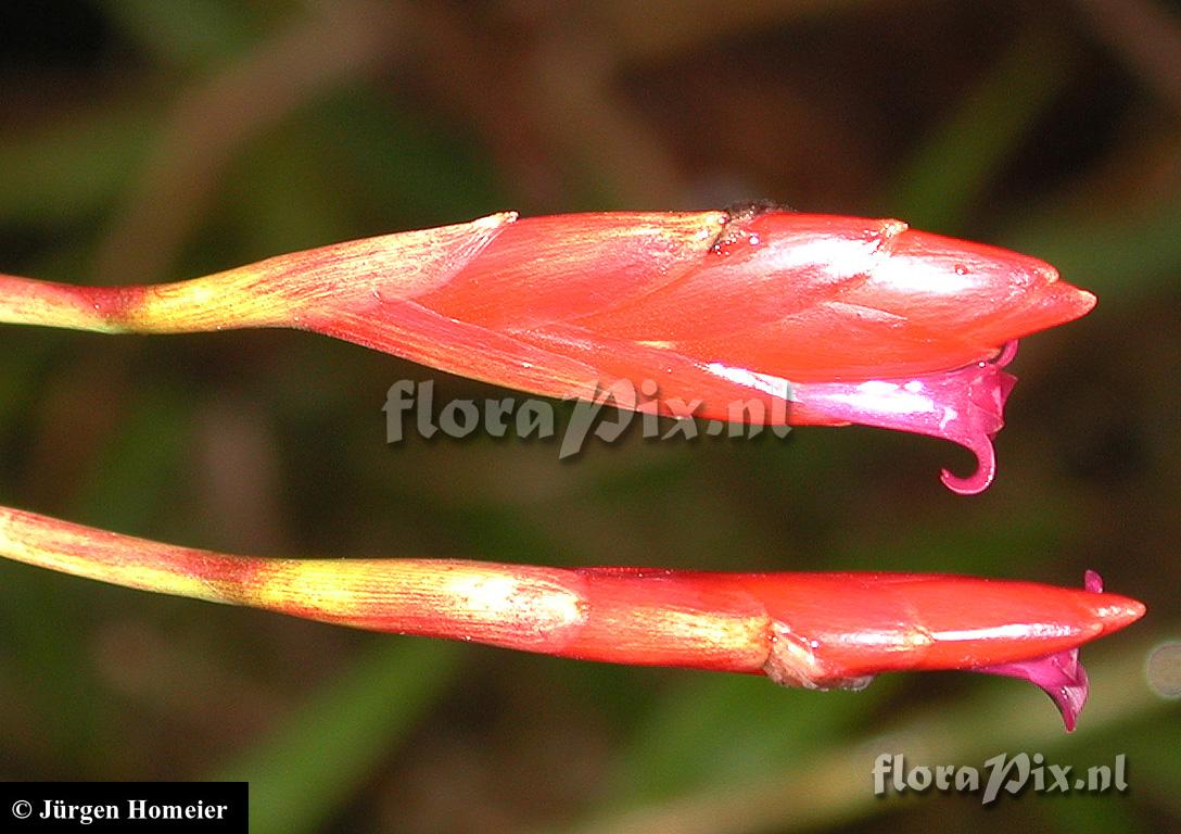 Tillandsia complanata