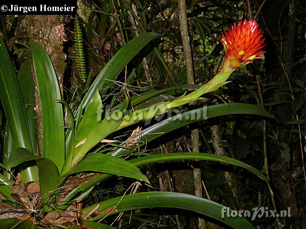 Guzmania beseae