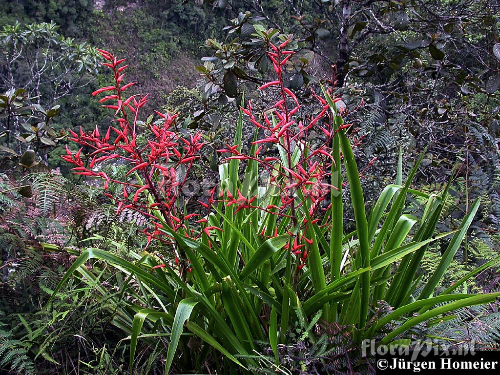 Pitcairnia cf. echinata