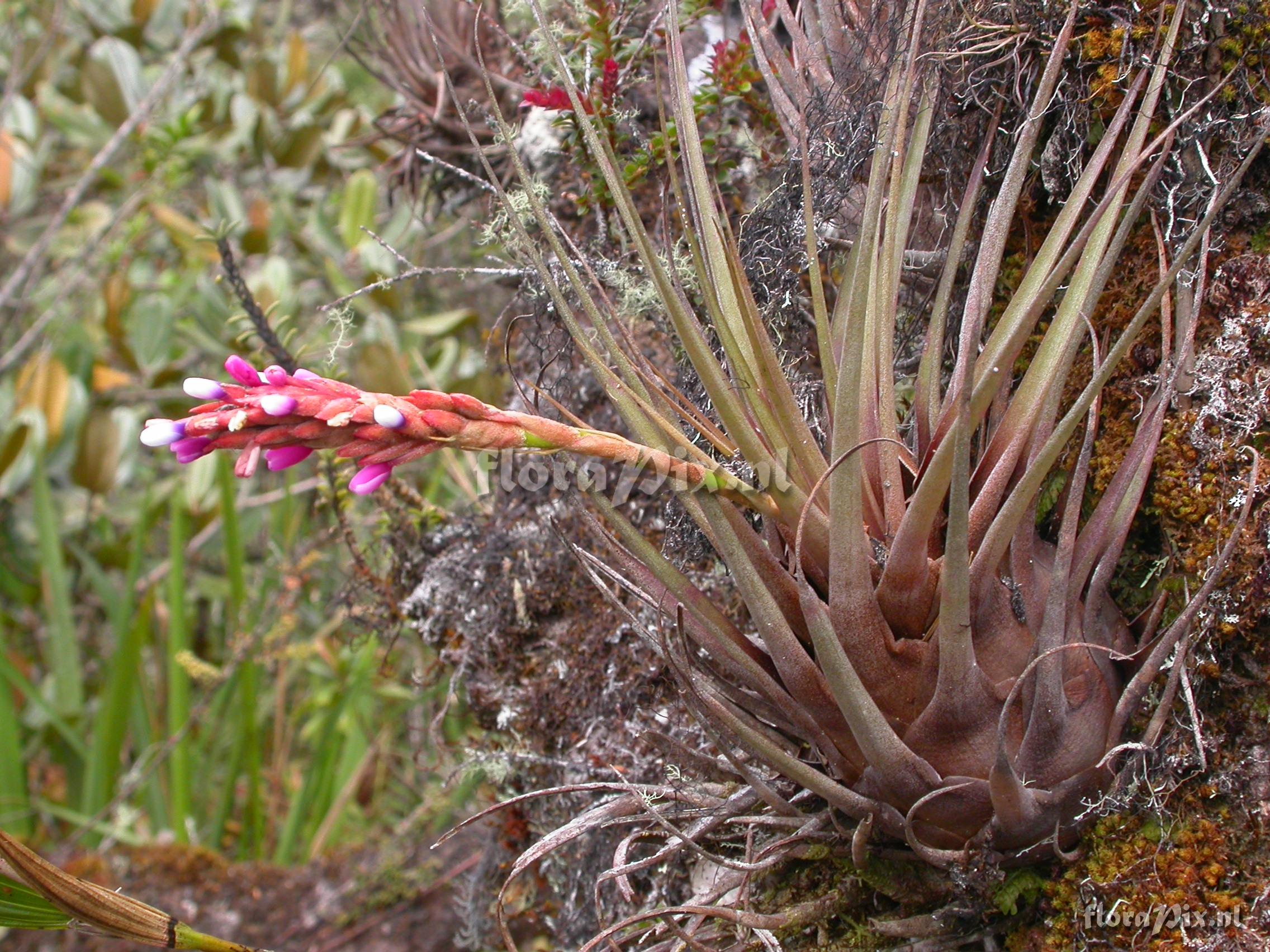 Vriesea (Tillandsia) fragans