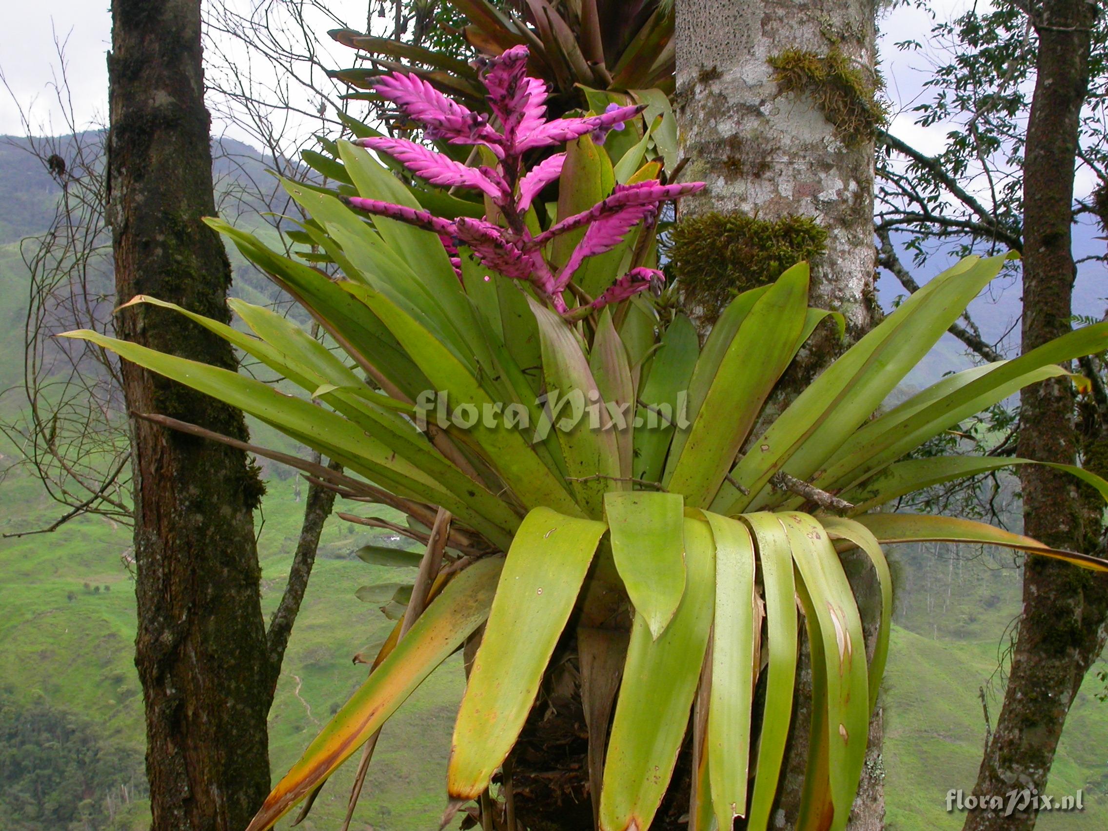  Tillandsia platyrhachis