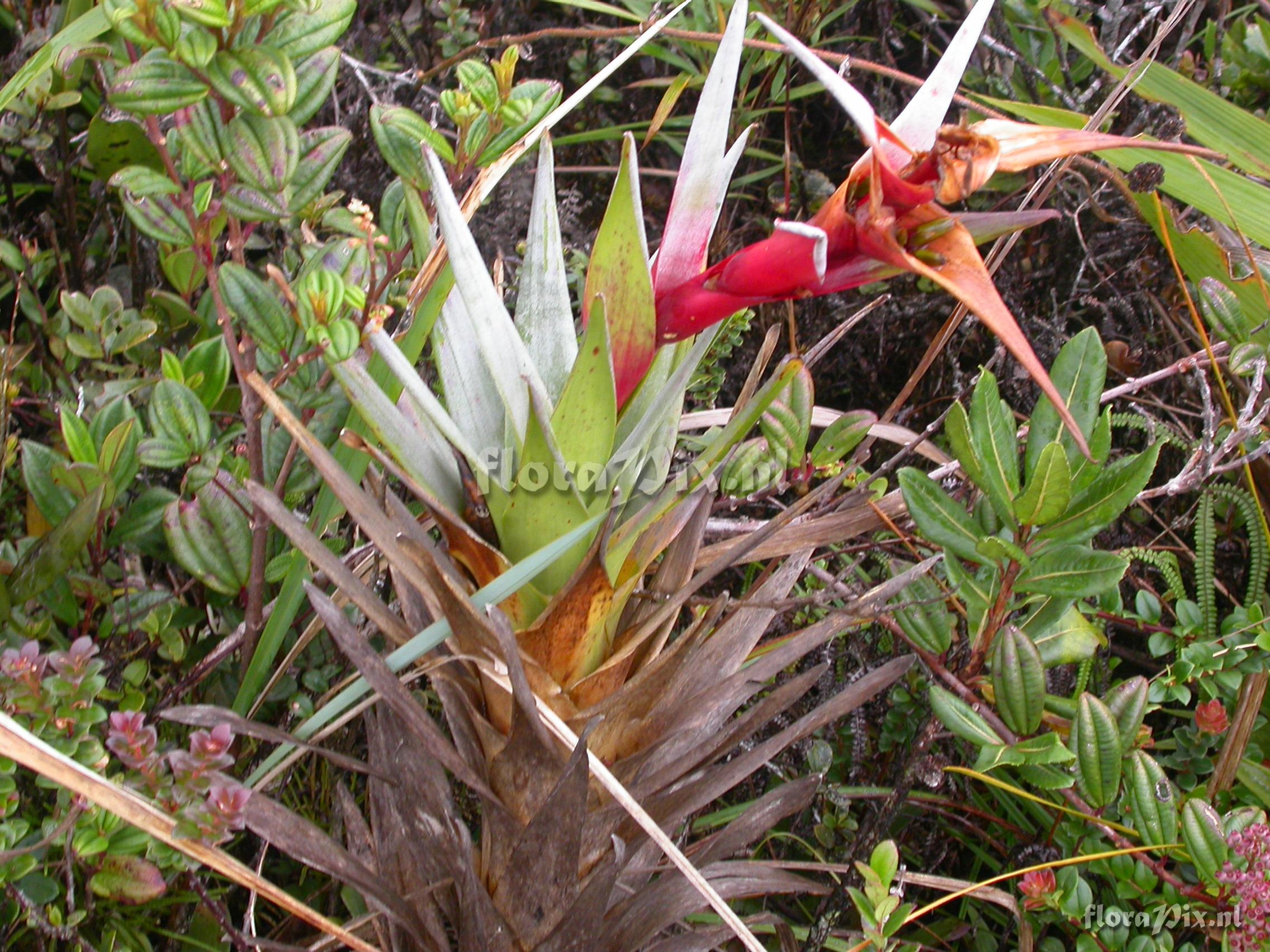 Guzmania mosquerae