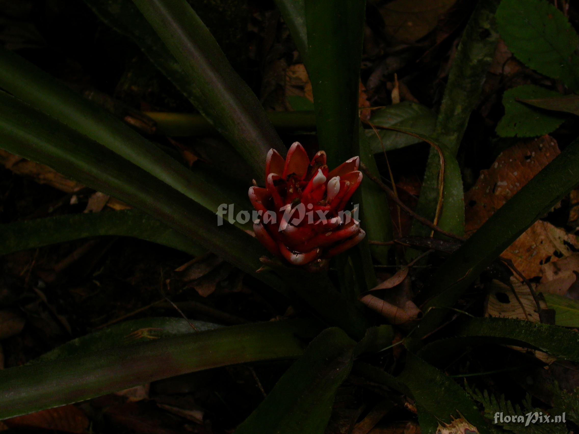  Aechmea nidularioides