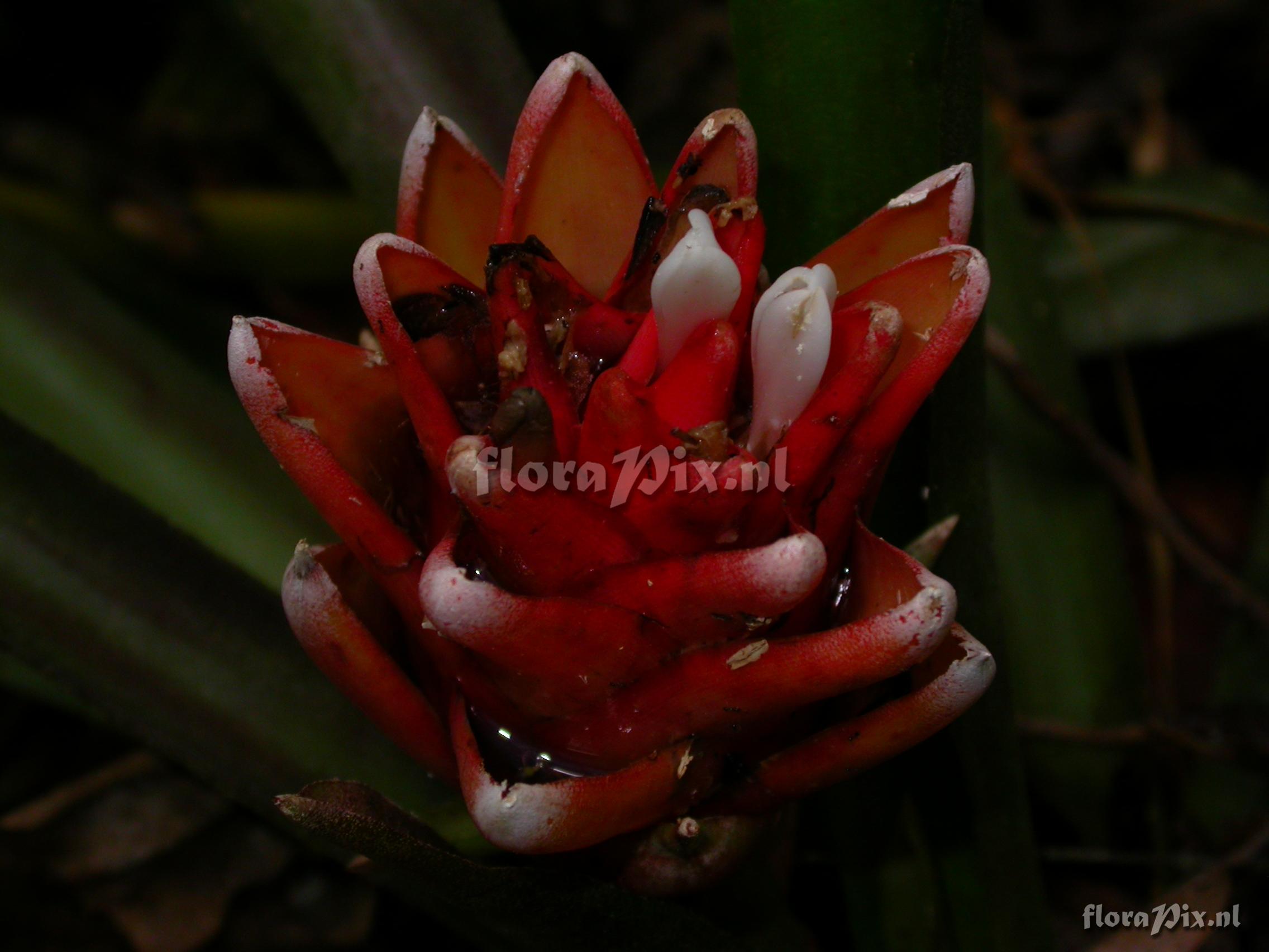  Aechmea nidularioides