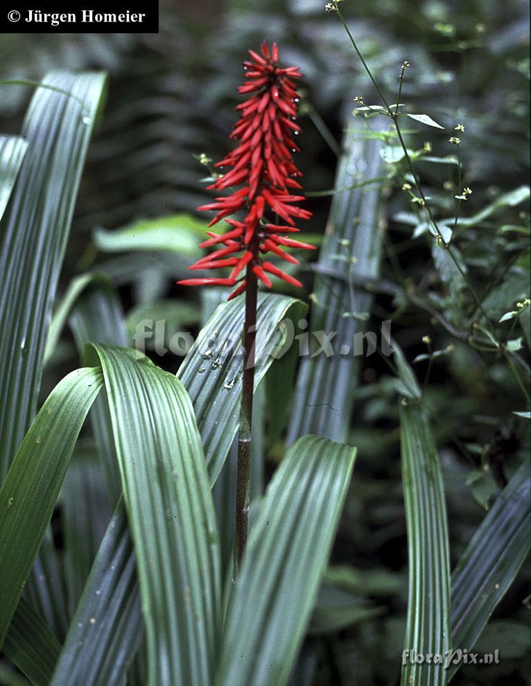 Pitcairnia 