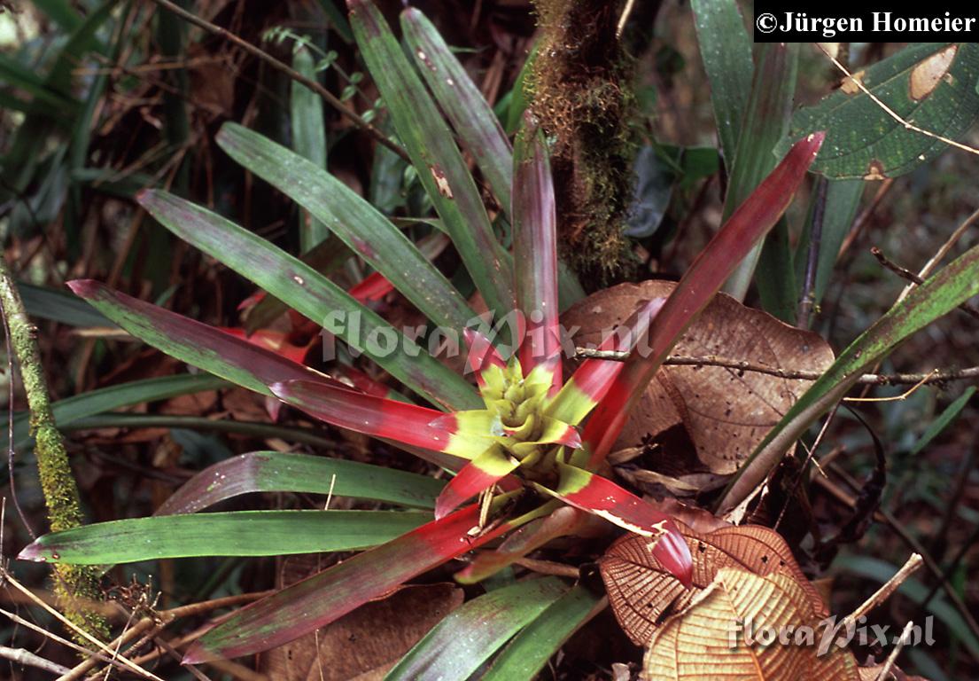 Guzmania squarrosa