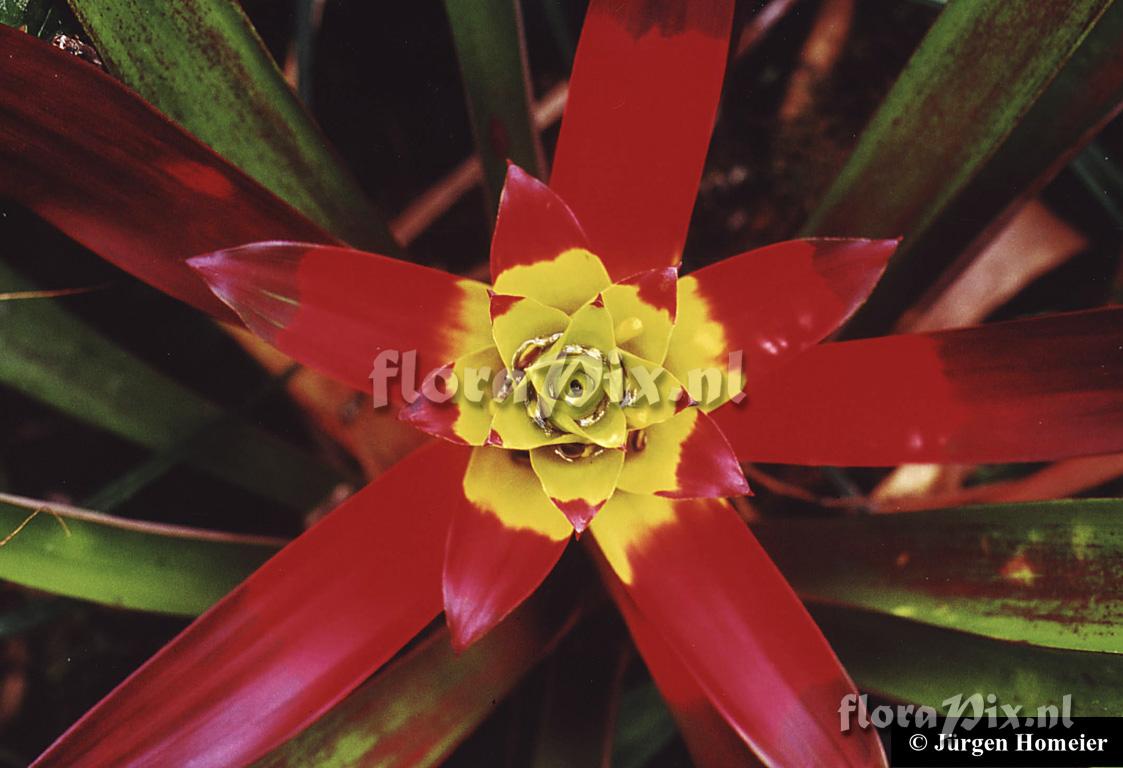 Guzmania kareniae