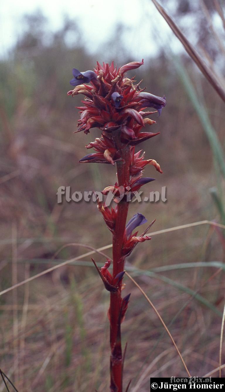 Puya eryngioides