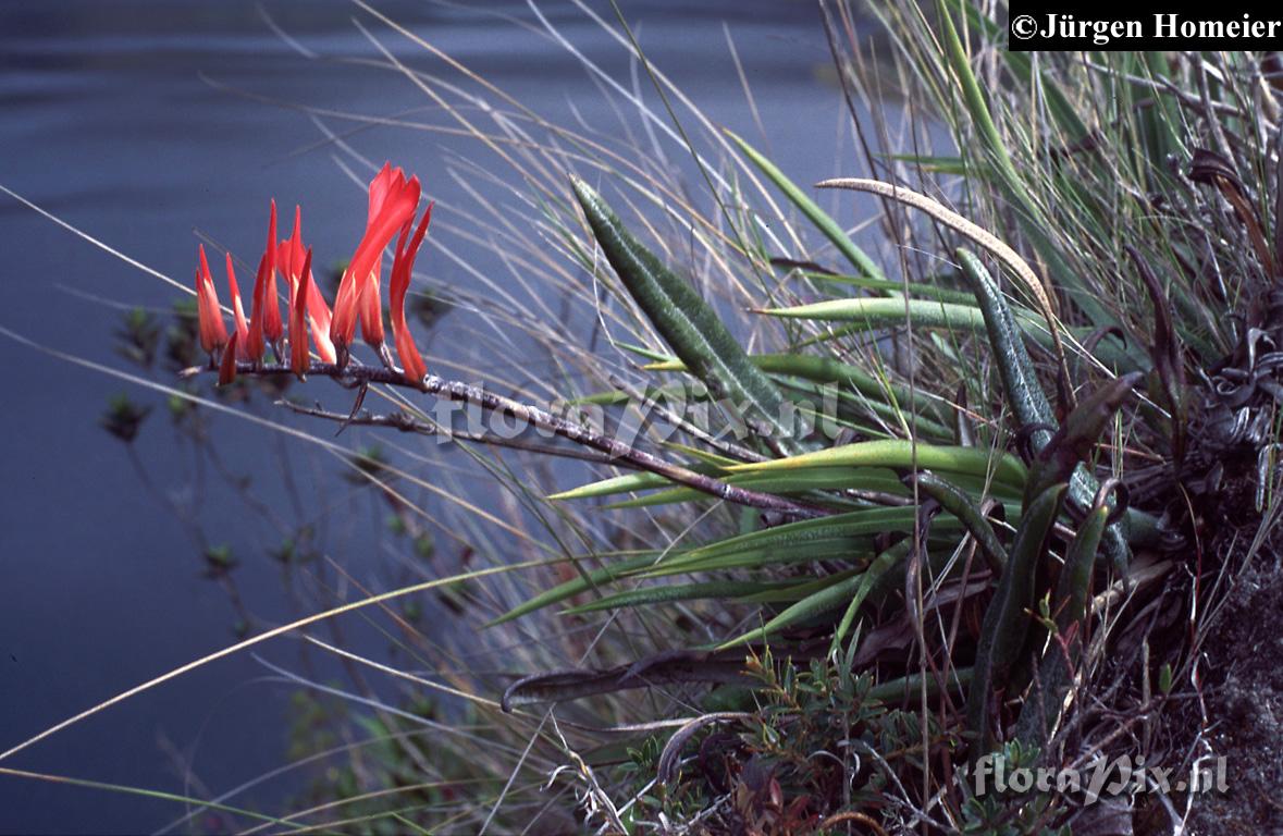 Pitcairnia aff. pungens