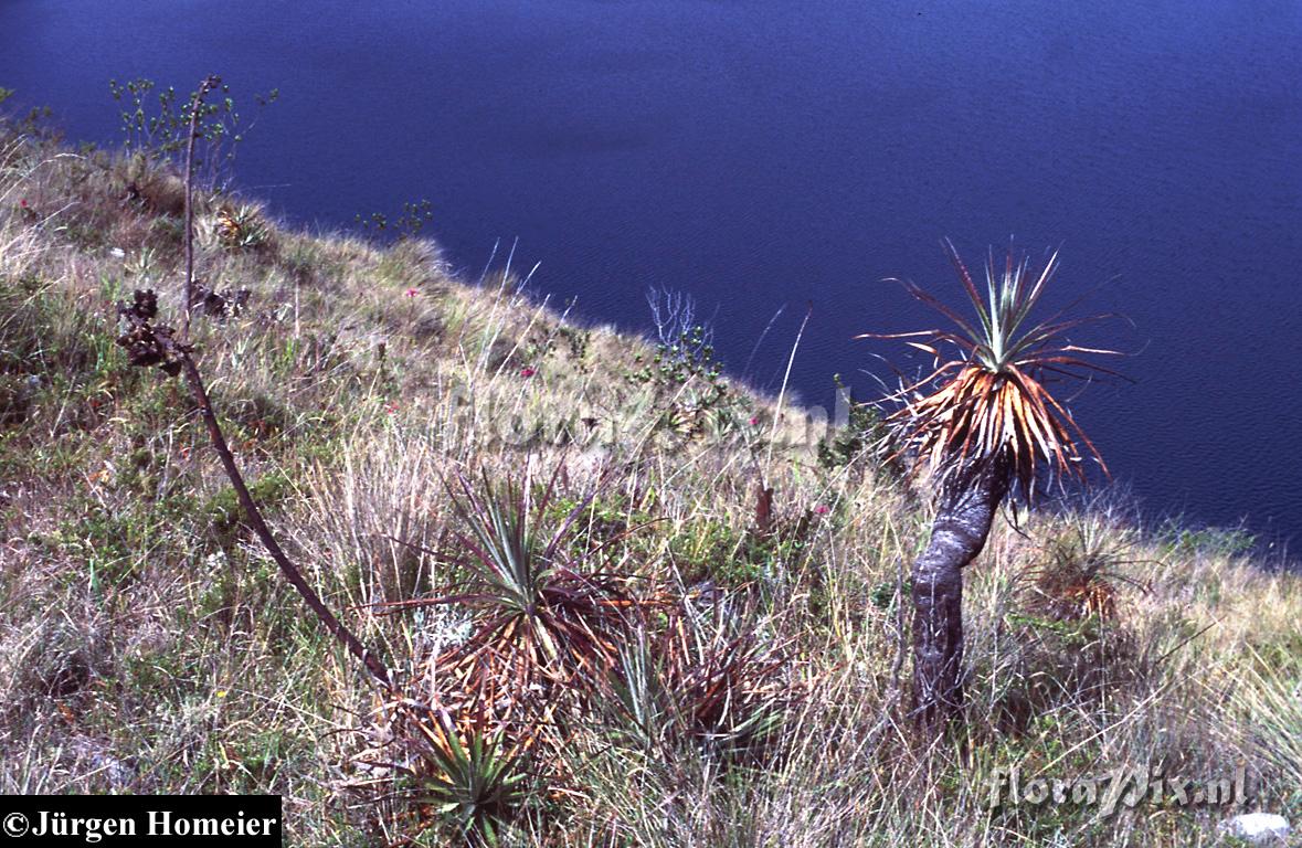 Puya 