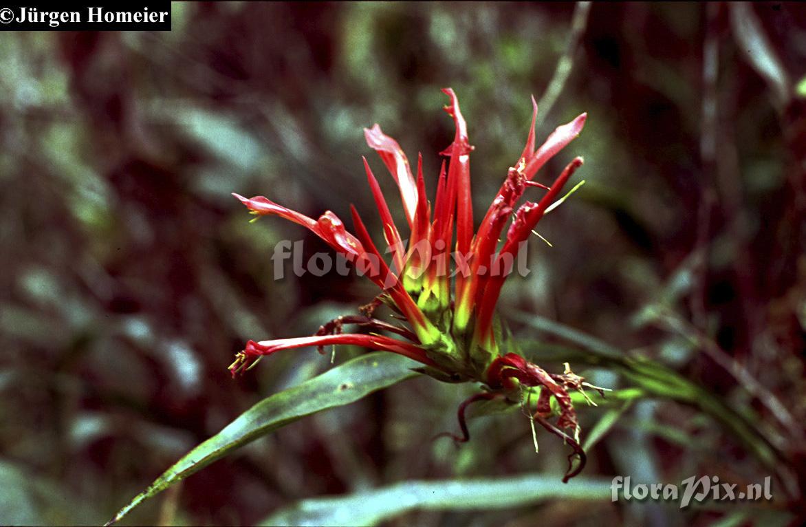 Pitcairnia riparia