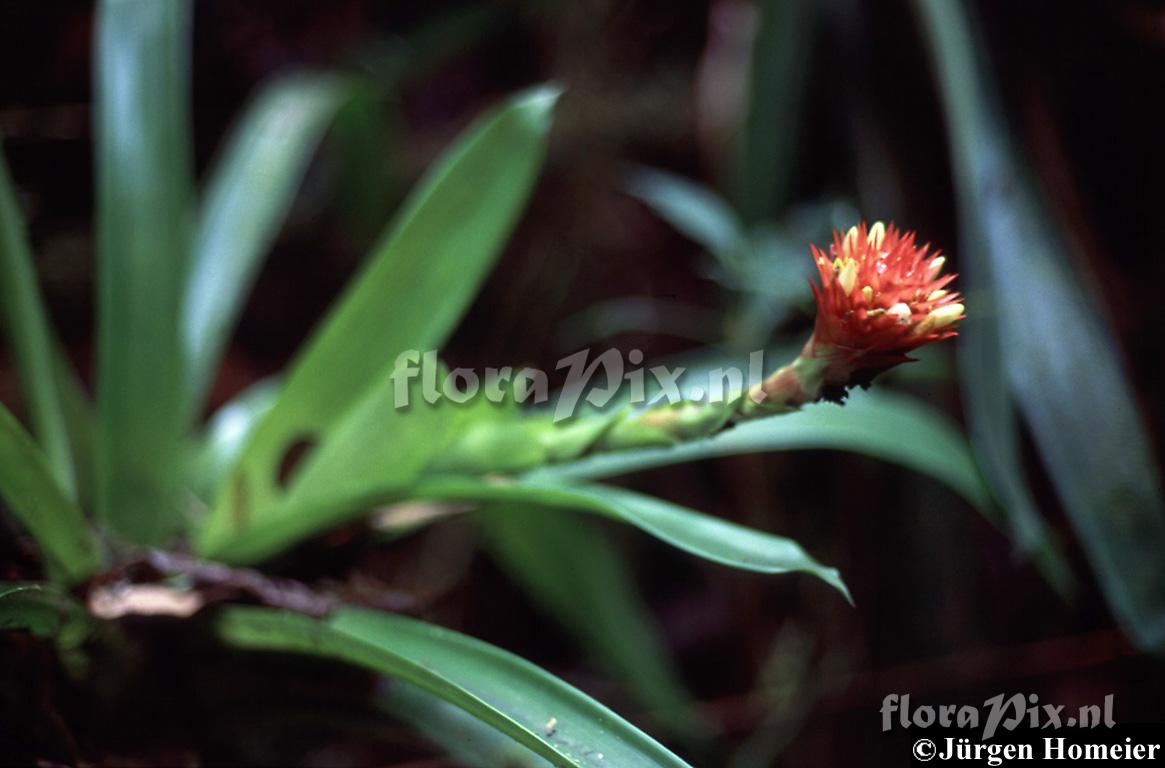 Guzmania beseae