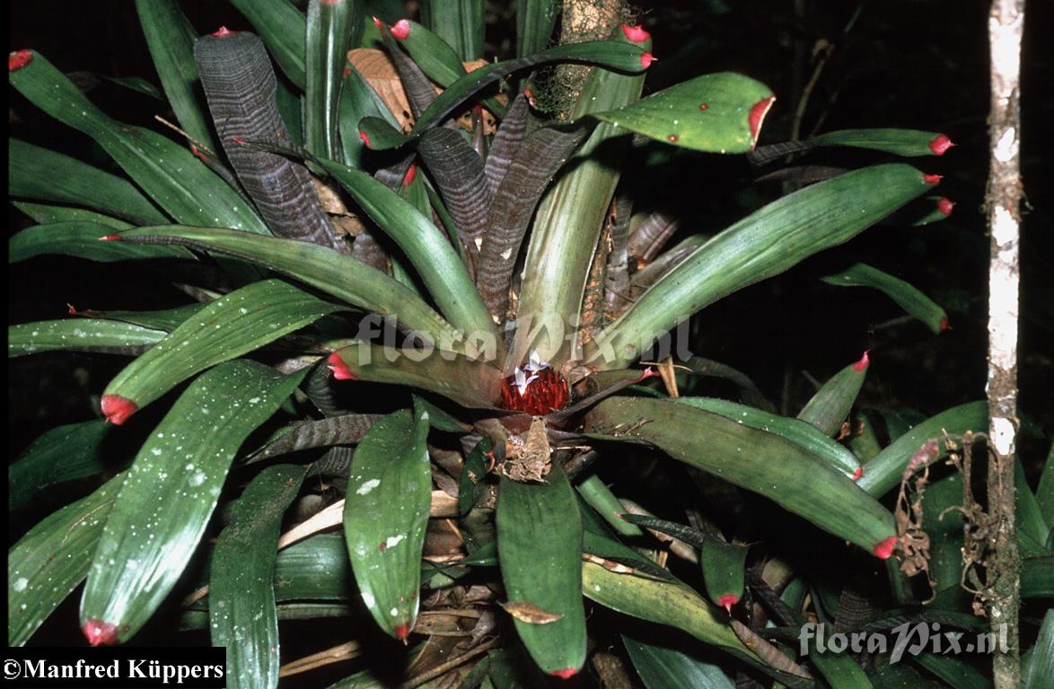 Neoregelia sp. 