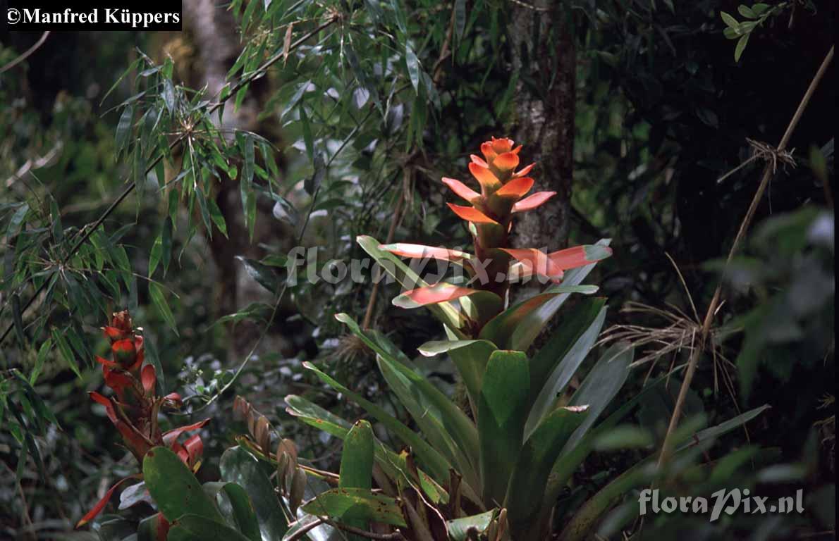 Guzmania gloriosa 