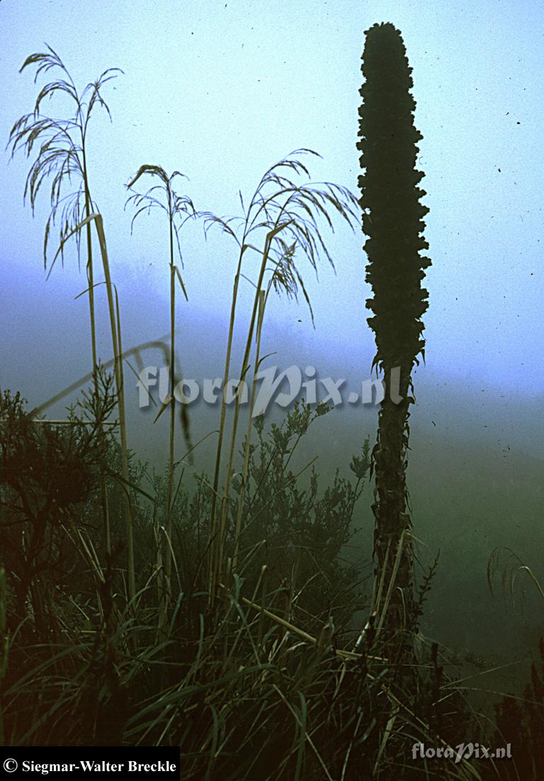 Puya clava-hercules