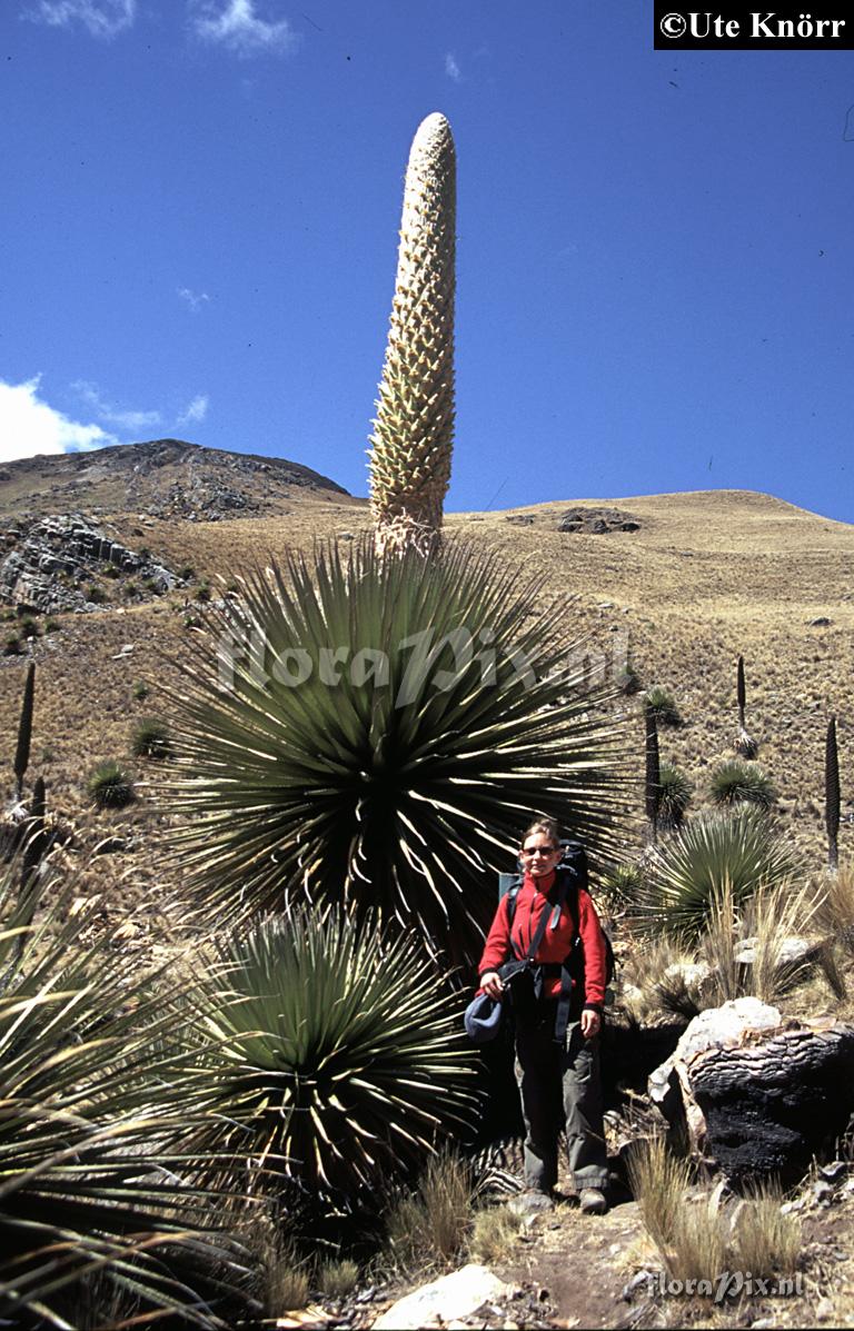 Puya raimondii