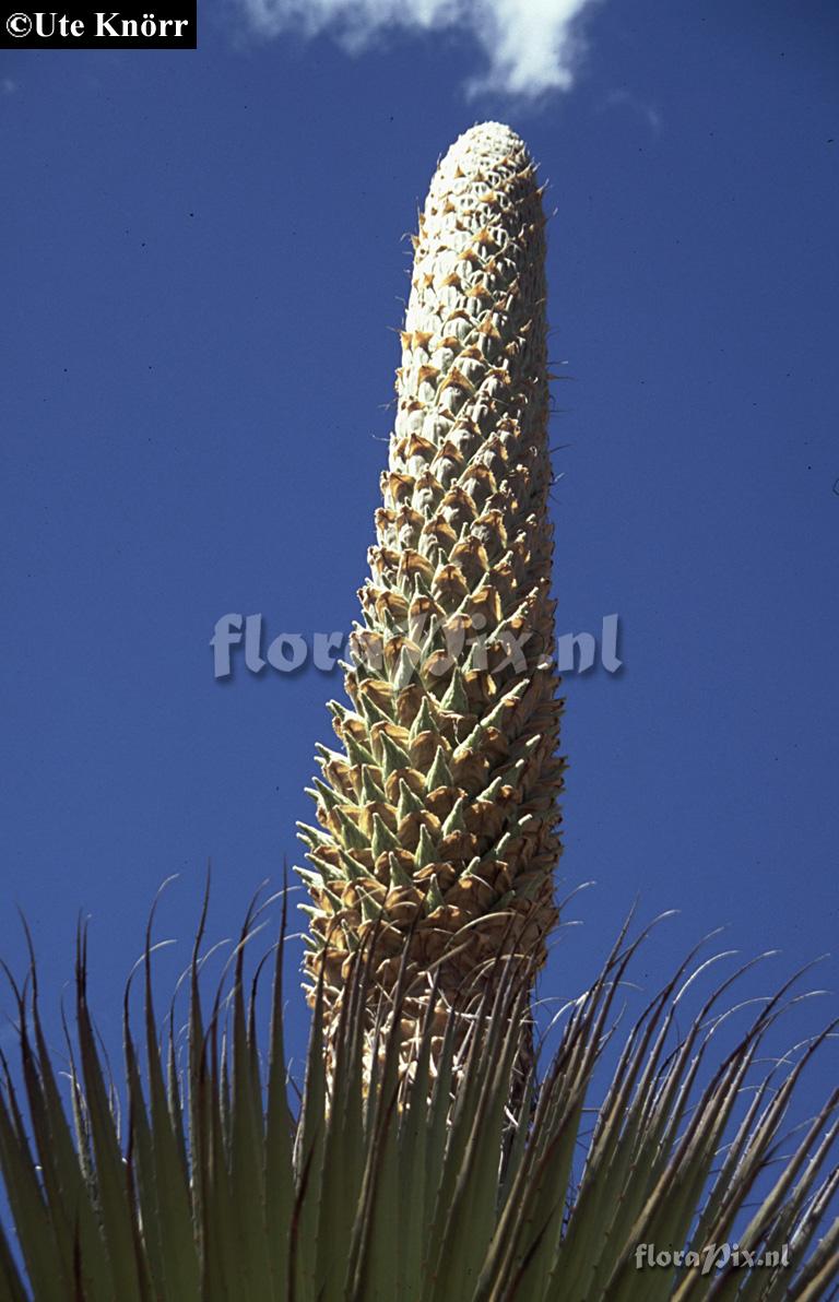 Puya raimondii