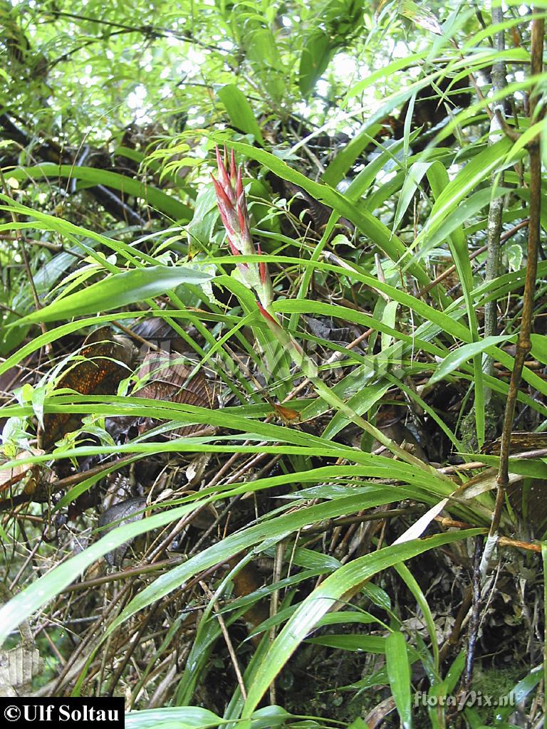 Pitcairnia riparia