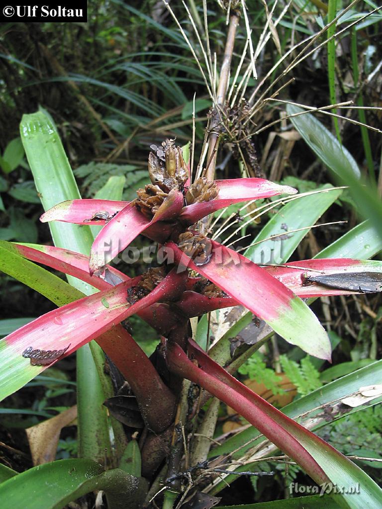 Guzmania kareniae