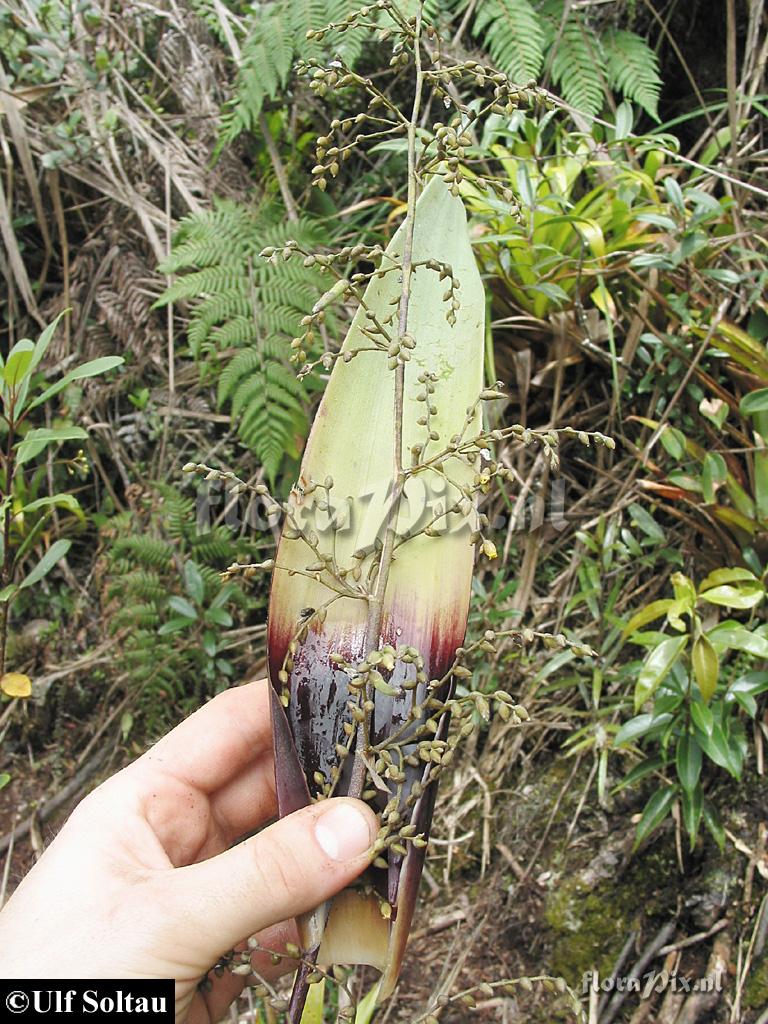 Racinaea penduliflora