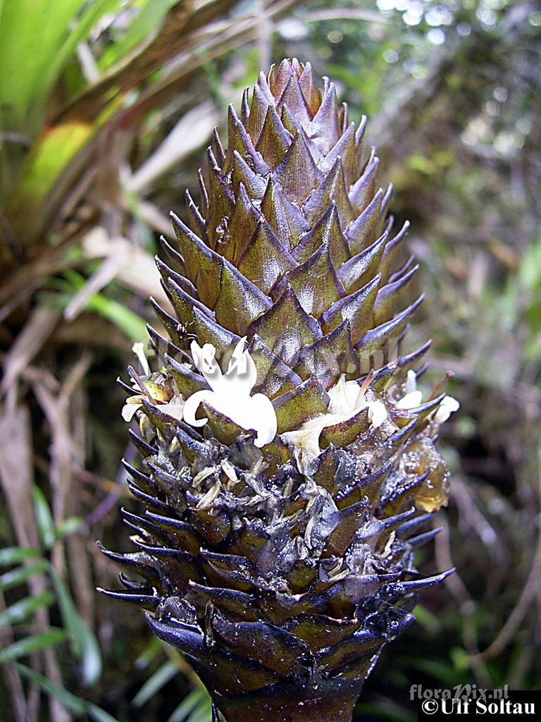 Guzmania coriostachya