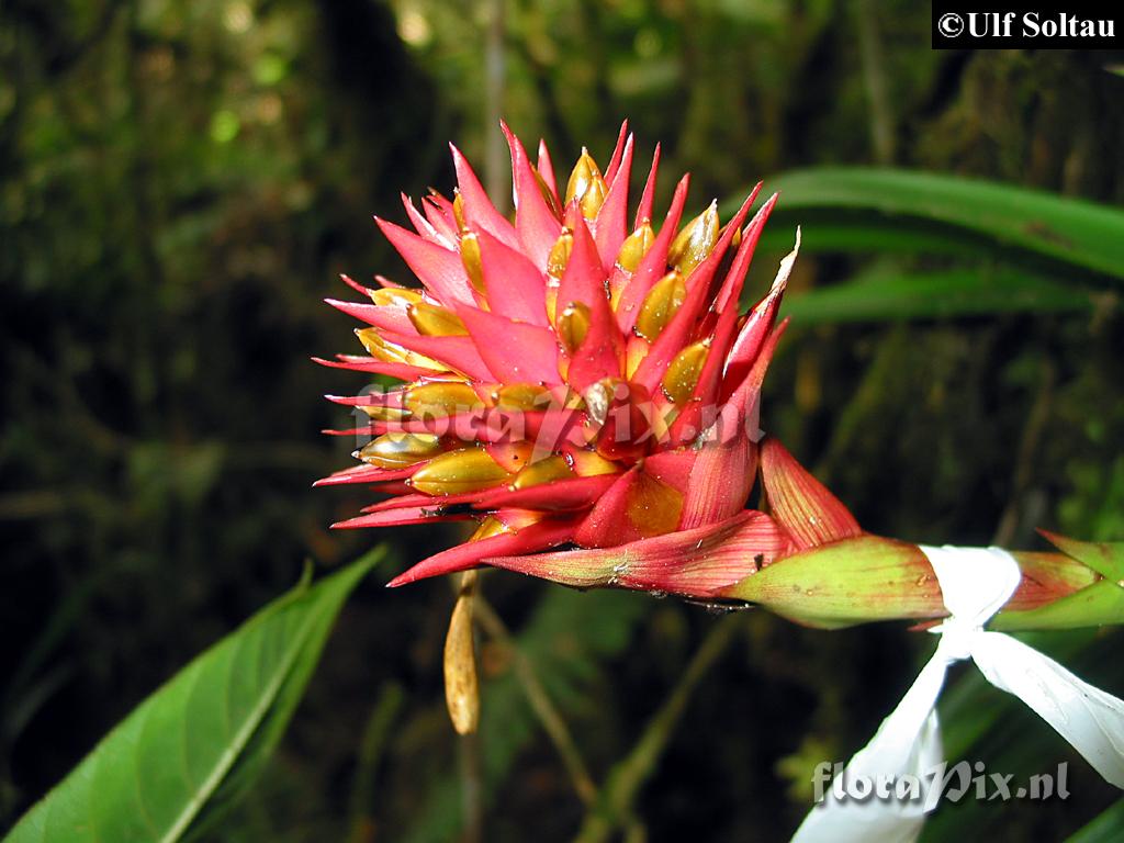 Guzmania beseae