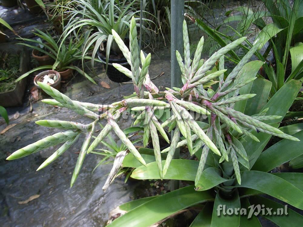 Tillandsia cf. glauca