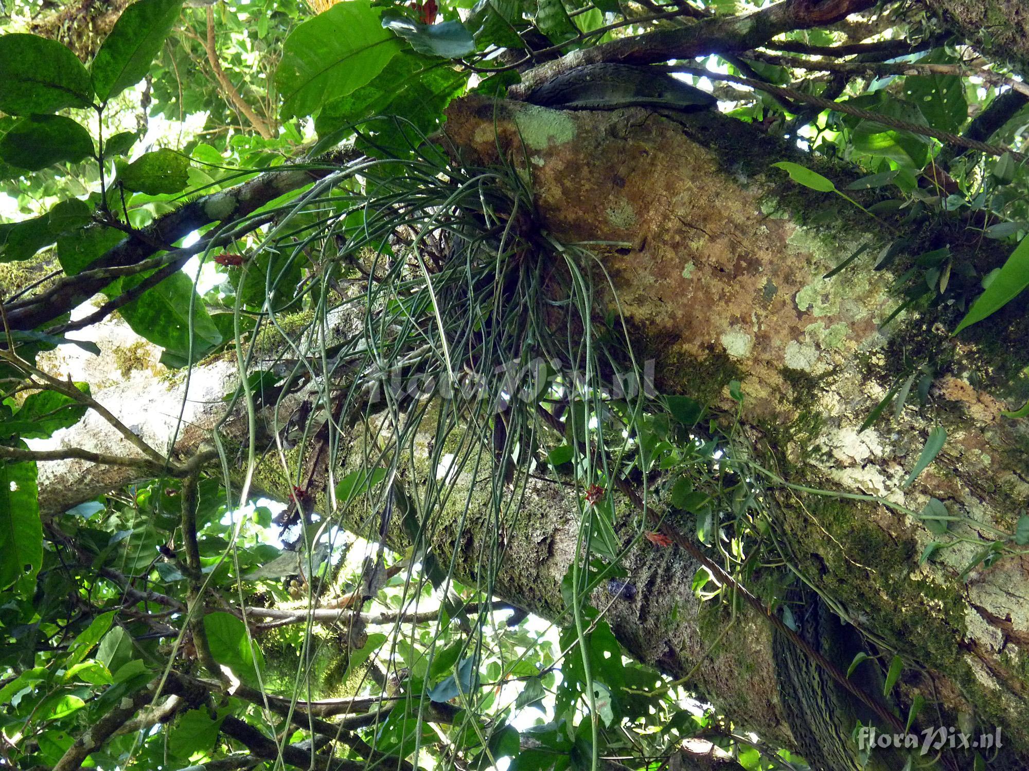 Acanthostachys strobilacea