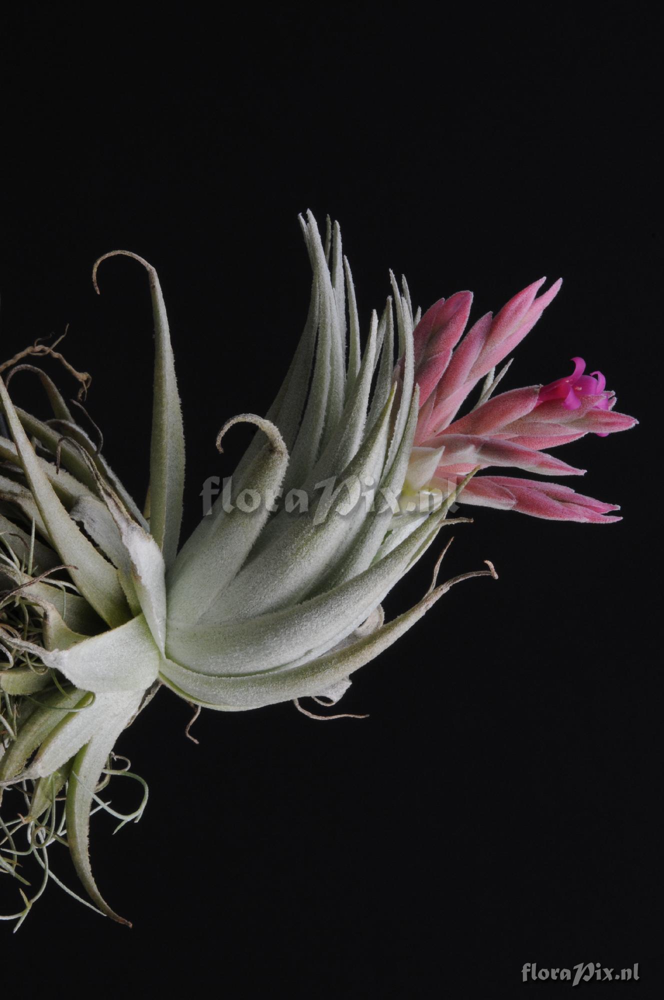 Tillandsia piauiensis