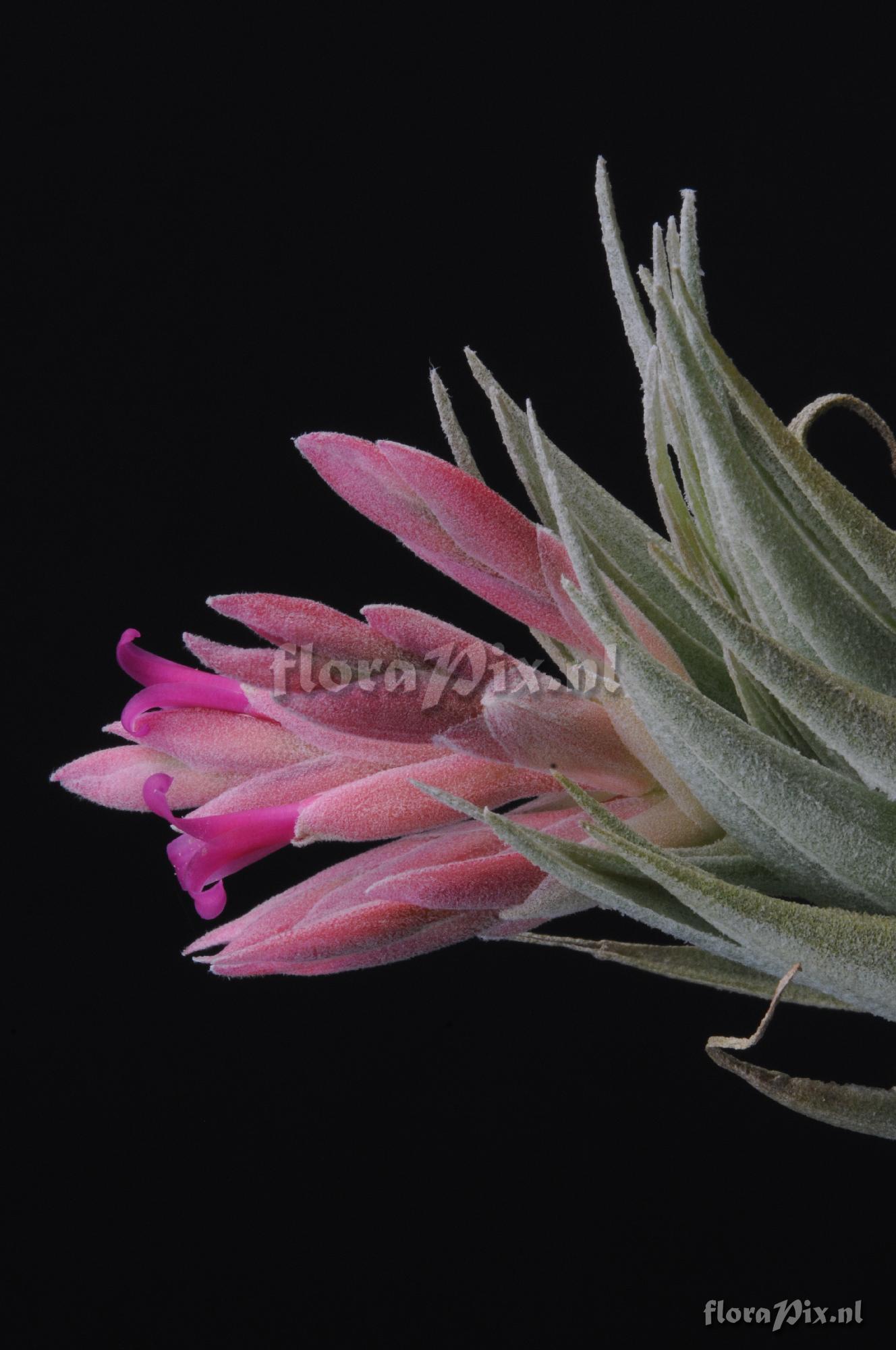 Tillandsia piauiensis