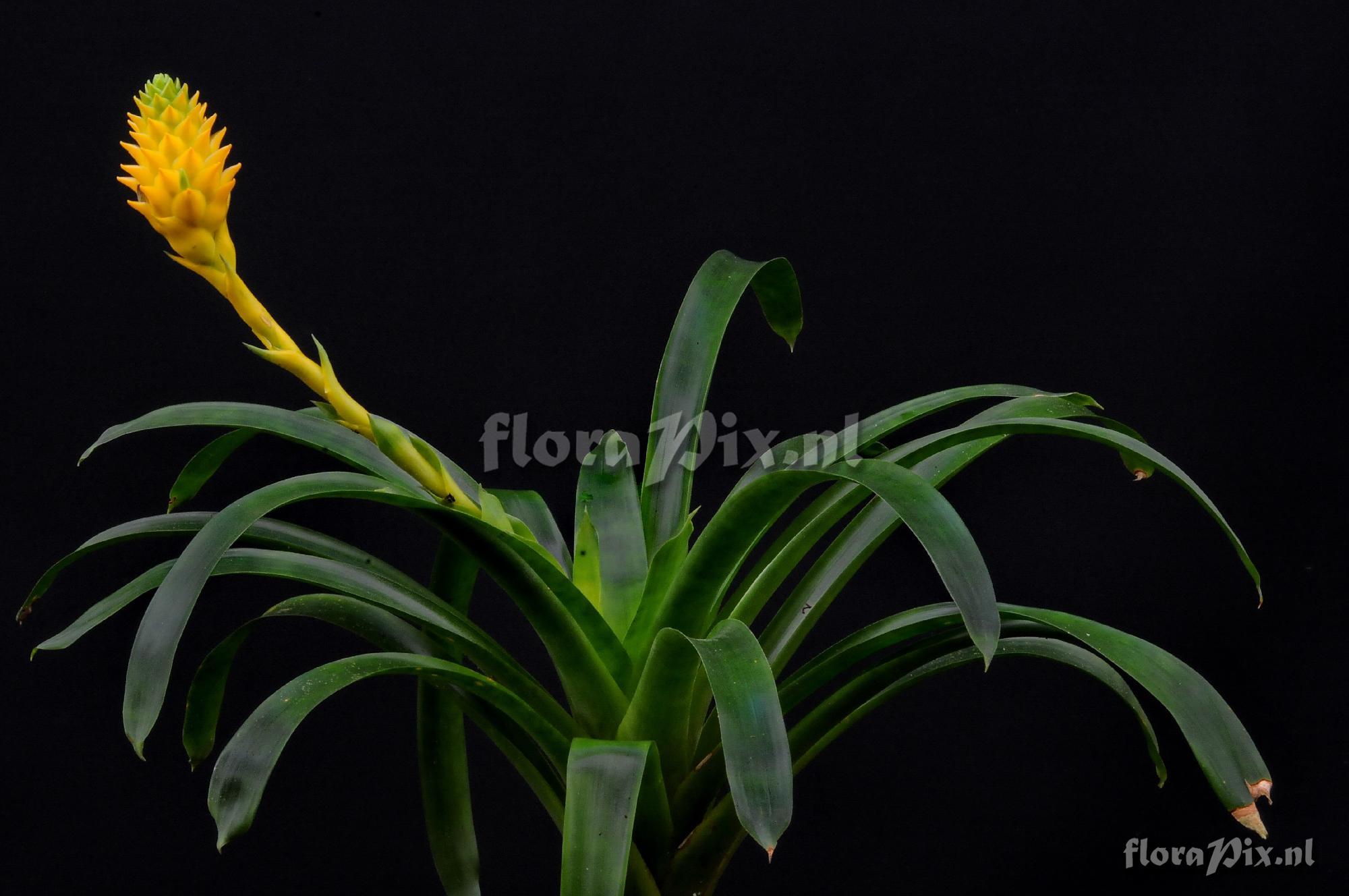 Guzmania teucamae