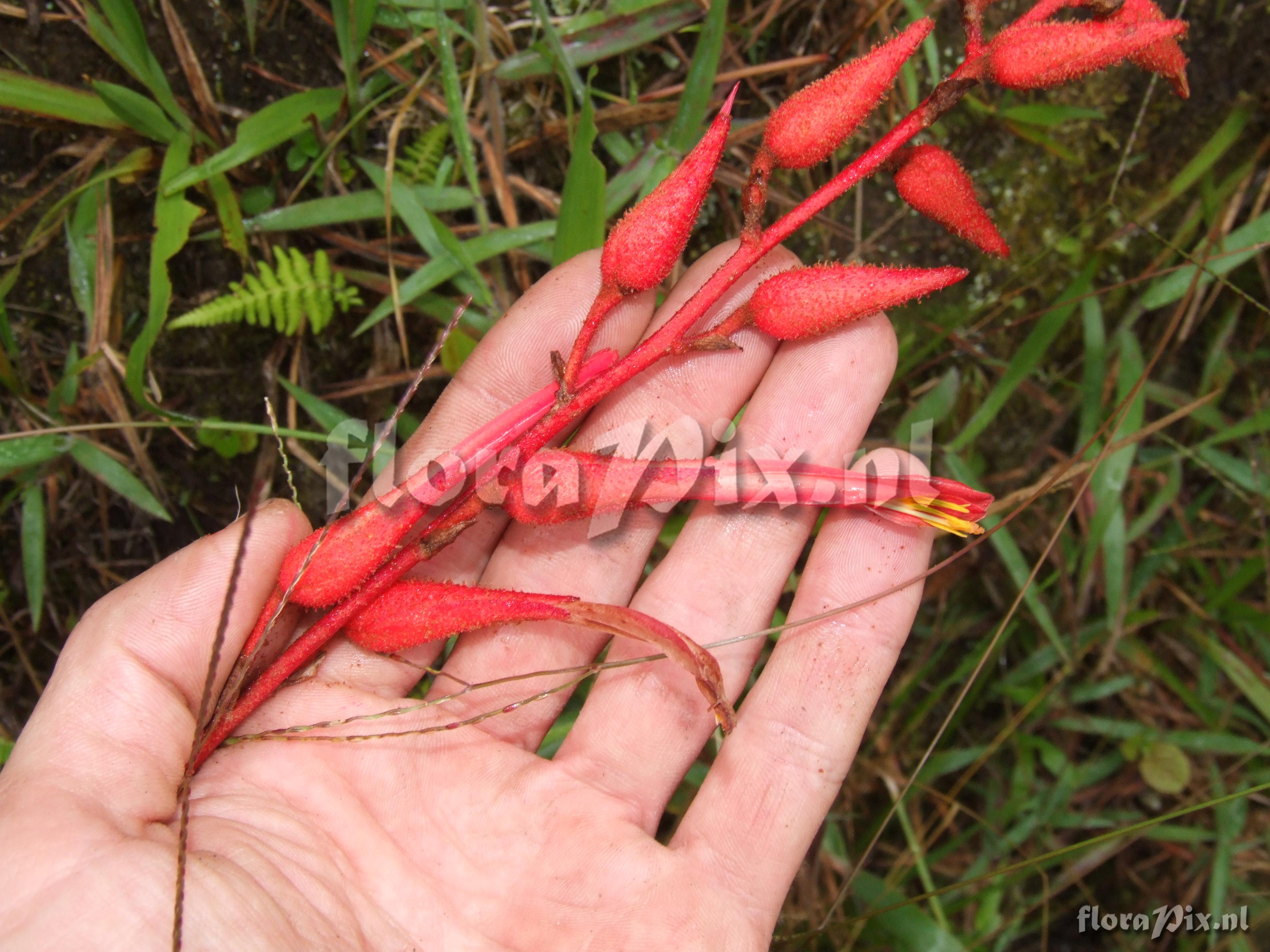 Pitcairnia echinata