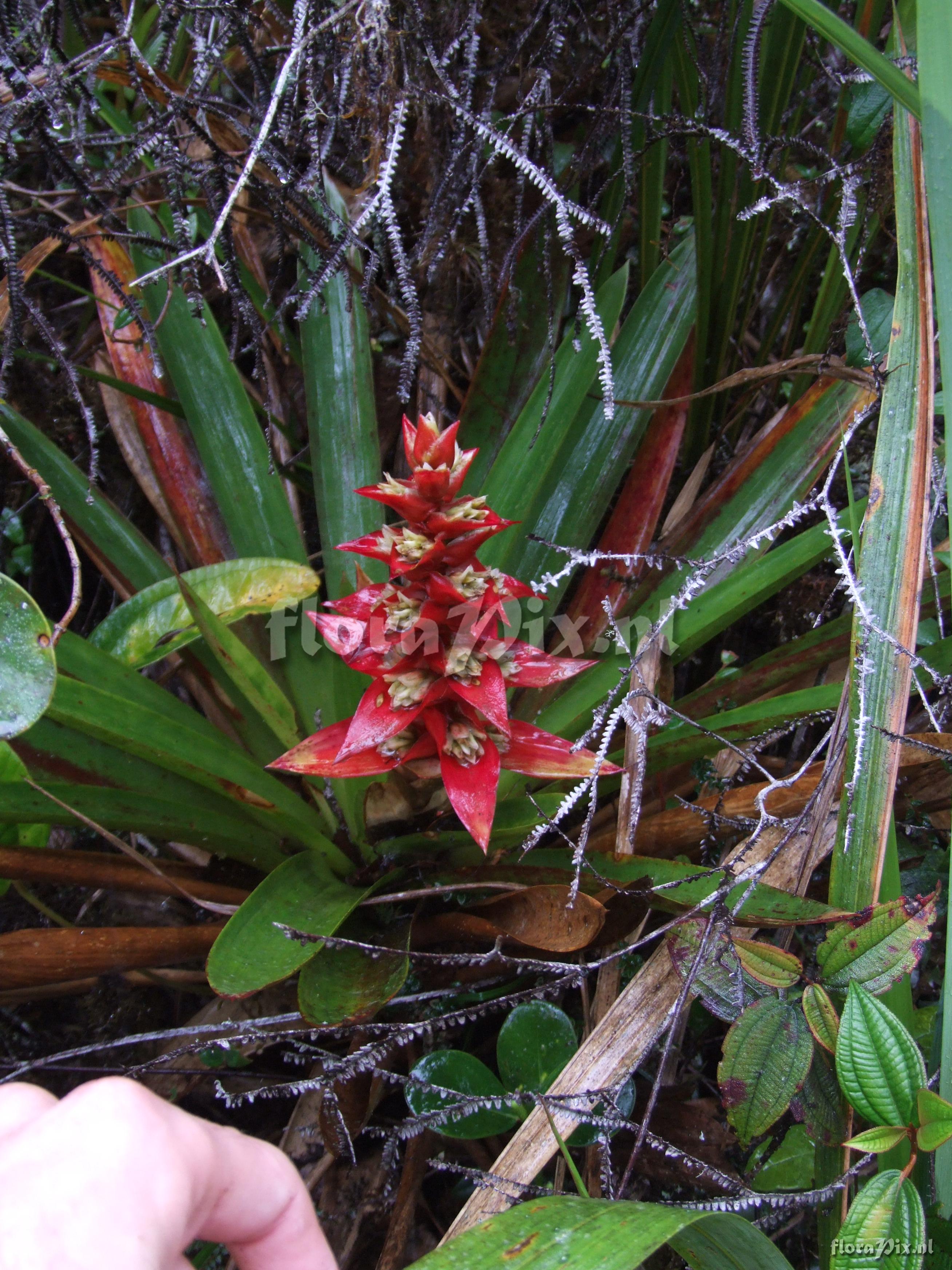 Guzmania variegata