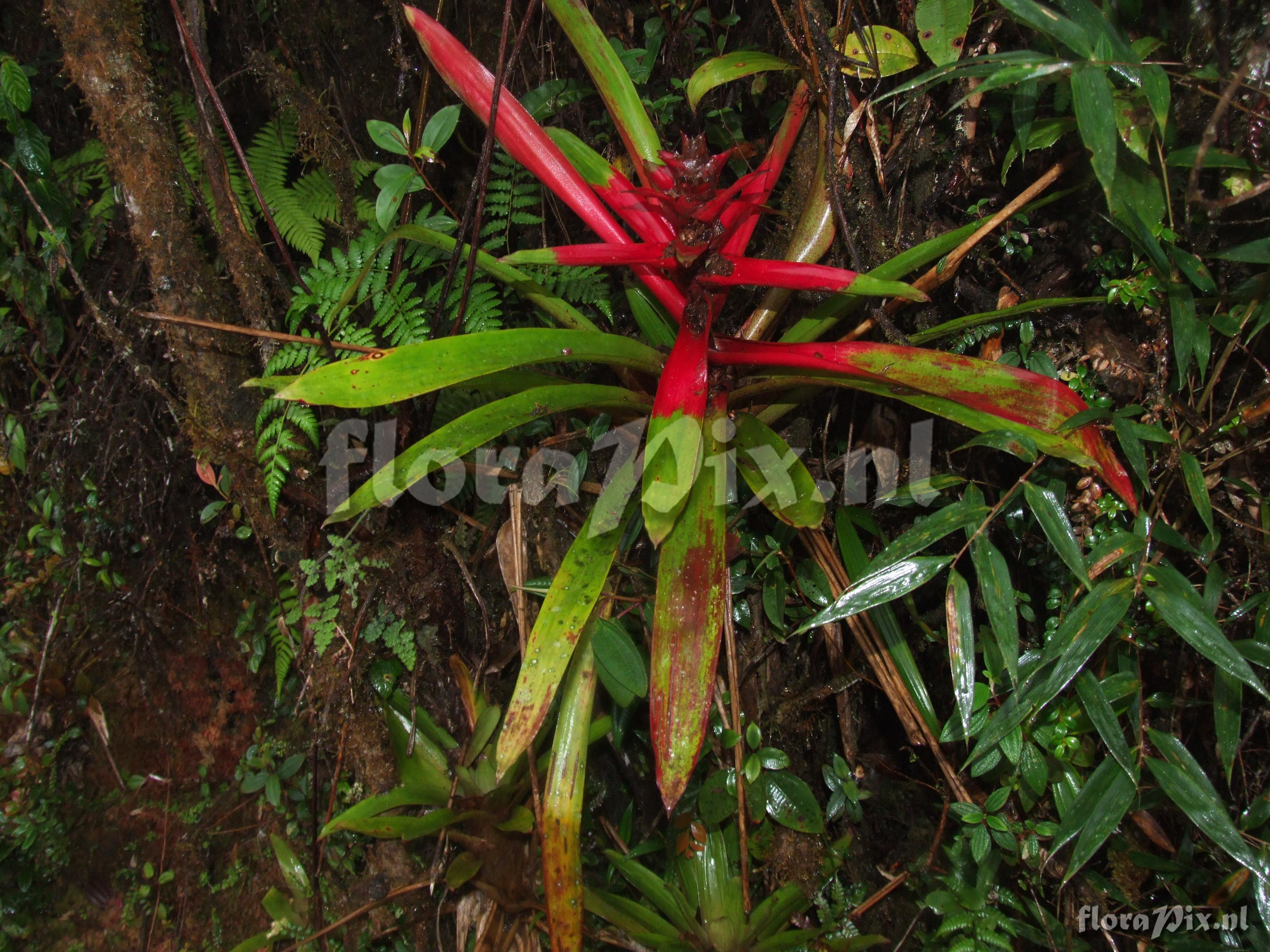 Guzmania squarrosa