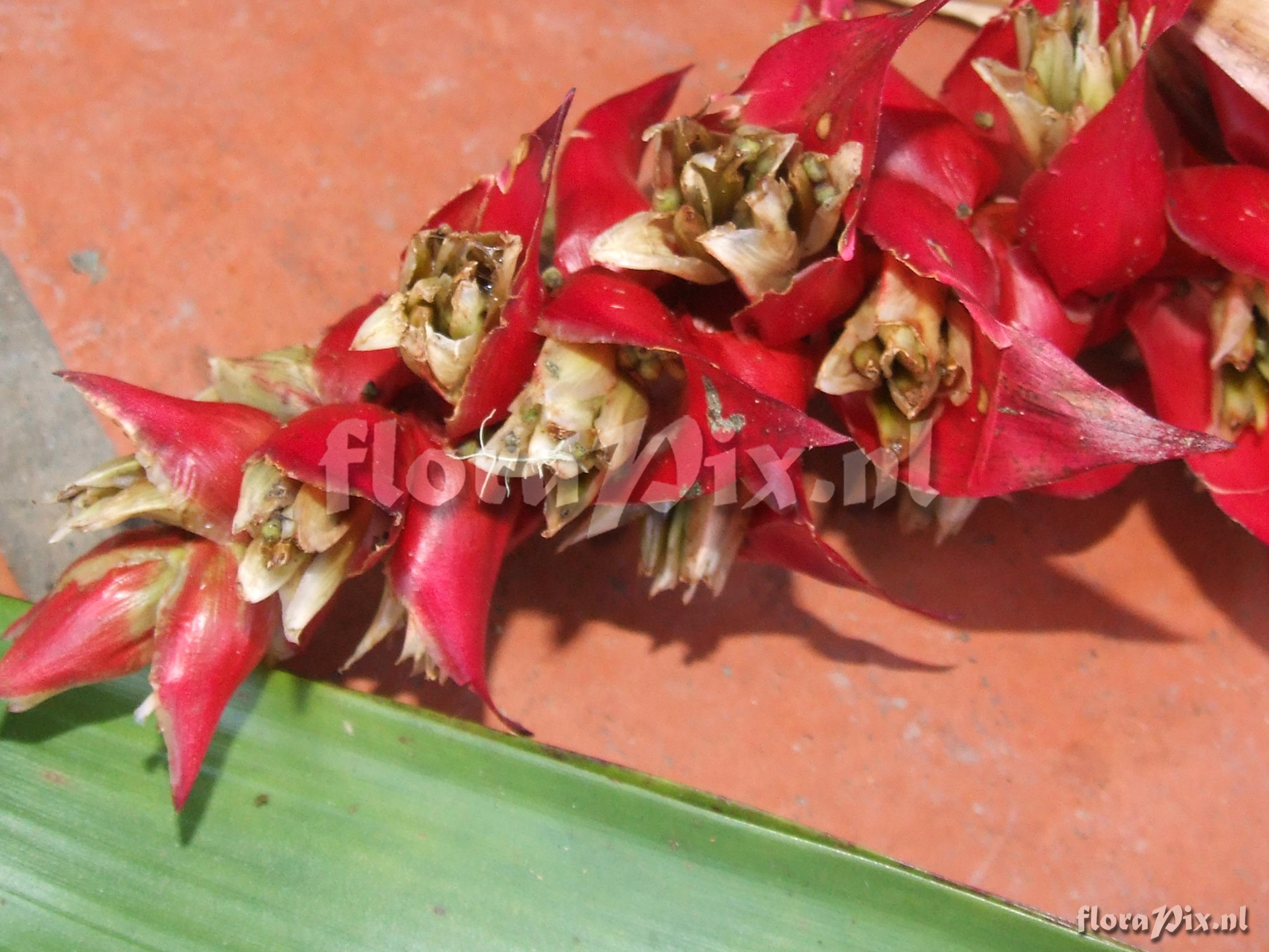 Guzmania  